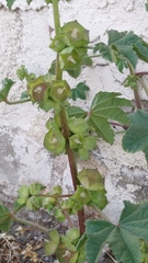 Malva parviflora