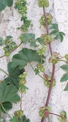 Malva parviflora