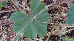 Malva parviflora