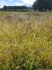 Sorghum × drummondii