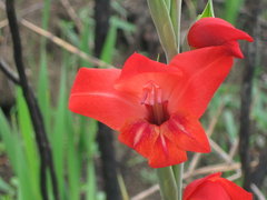 Gladiolus × hortulanus
