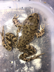 Telmatobius arequipensis