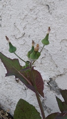 Sonchus