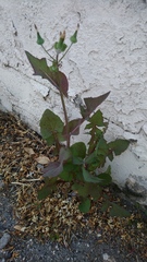 Sonchus