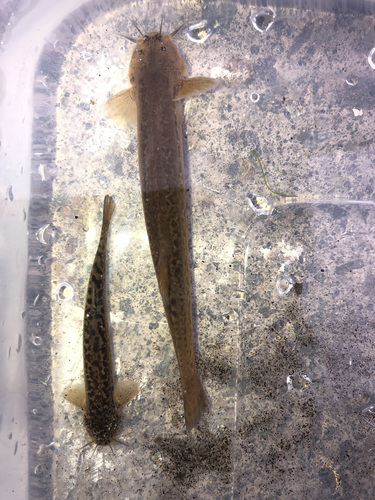 Andean pencil catfish (Trichomycterus rivulatus) — Trichomycteridae — 3