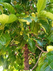 Morinda citrifolia