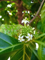 Morinda citrifolia
