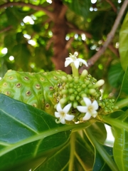 Morinda citrifolia