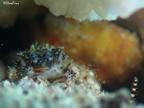 Domecia hispida, 2021-04-10
