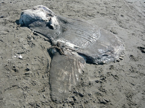 photo of Common Mola (Mola mola)