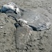 photo of Common Mola (Mola mola)