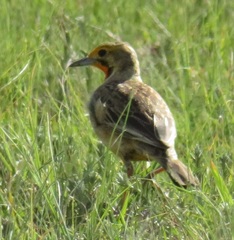 Macronyx capensis colletti