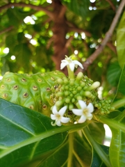 Morinda citrifolia