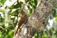 Lepidocolaptes albolineatus