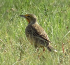 Macronyx capensis colletti