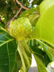 Morinda citrifolia