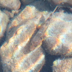 Gobiomorphus cotidianus
