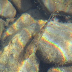 Gobiomorphus cotidianus