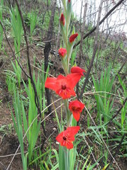 Gladiolus × hortulanus