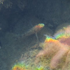 Gobiomorphus cotidianus