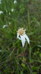 Rhynchospora colorata image