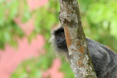 Trachypithecus selangorensis