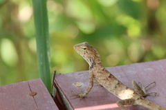 Calotes versicolor