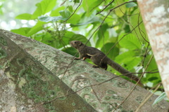 Callosciurus notatus