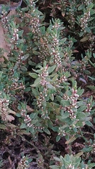Polygonum aviculare