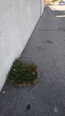 Polygonum aviculare