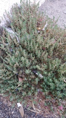 Polygonum aviculare