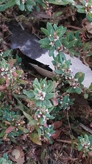 Polygonum aviculare