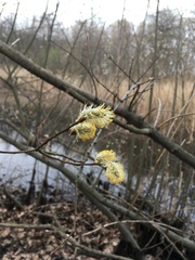 Salix cinerea