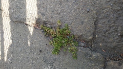 Polycarpon tetraphyllum
