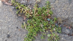 Polycarpon tetraphyllum