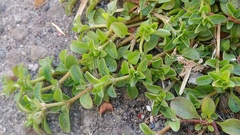 Polycarpon tetraphyllum