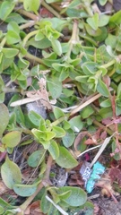 Polycarpon tetraphyllum