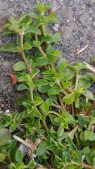 Polycarpon tetraphyllum