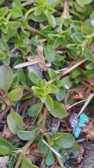 Polycarpon tetraphyllum