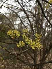 Cornus mas