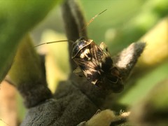 Tropidosteptes