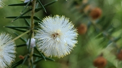 Acacia ulicifolia