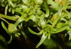 Ruprechtia fusca