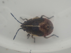 Rhypodes