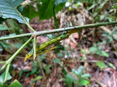 Tithonophasma tithonus