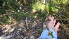 Acacia ulicifolia
