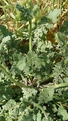 Hirschfeldia incana