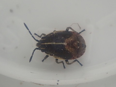 Rhypodes