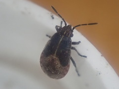 Rhypodes