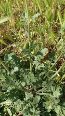 Hirschfeldia incana